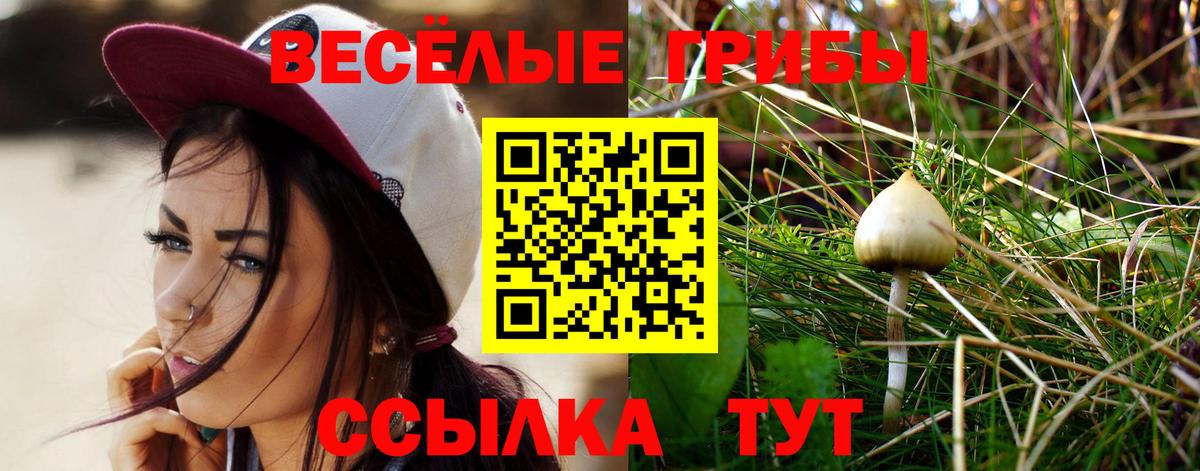 Шебекино  Галлюциногенные грибы Cubensis  Вход с VPN 